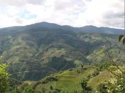 2021年冰島壩歪古樹秋茶特點？