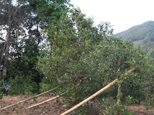 2021年冰島壩歪古樹秋茶茶園詳解！