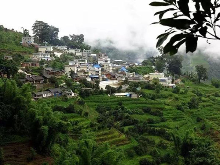 2021年冰島壩歪古樹秋茶口感？