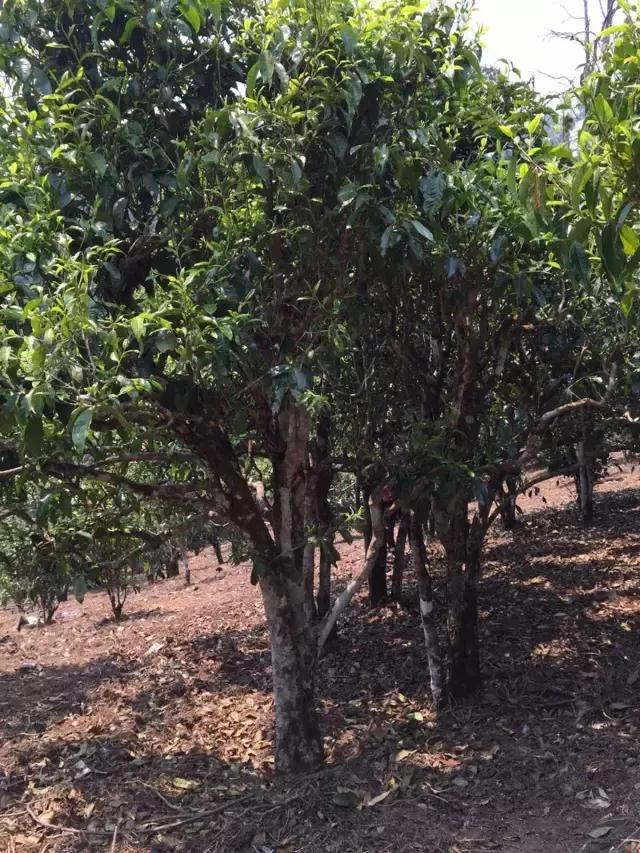 2021年冰島糯伍古樹秋茶特點(diǎn)？