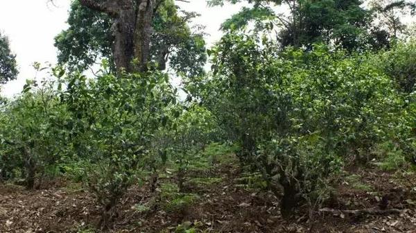 2021年冰島糯伍古樹(shù)秋茶多少錢(qián)一公斤？