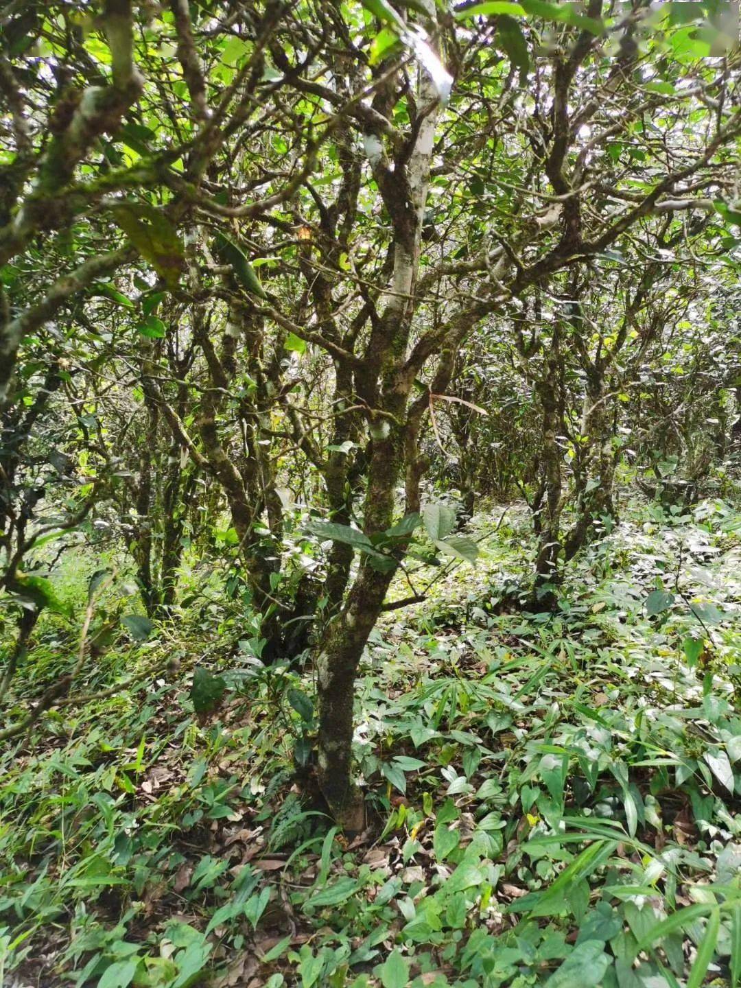 2021年昔歸古樹秋茶價(jià)格多少錢？