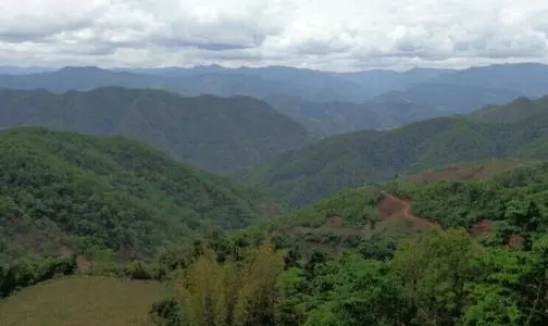 2021那罕古樹秋茶特點(diǎn)？