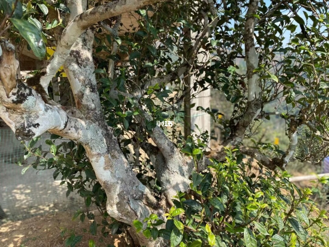 2021年那罕古樹秋茶巖骨花香!