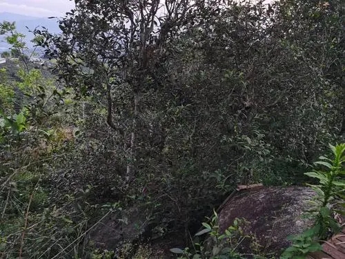 2021年那罕古樹(shù)秋茶價(jià)格是多少？