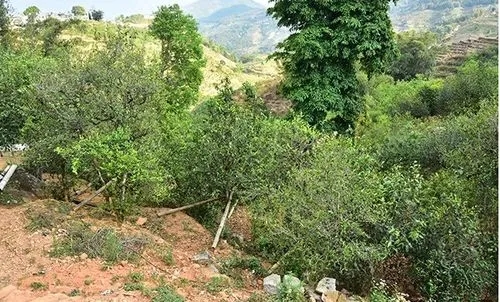 2021那罕古樹(shù)秋茶為何被稱(chēng)為小昔歸？