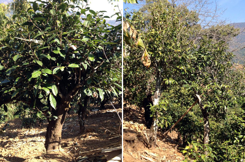 2021年忙肺古樹(shù)秋茶特點(diǎn)是什么？