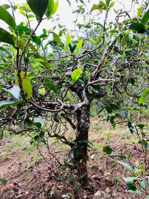 2021年忙肺古樹秋茶茶花蜜香和柔甜