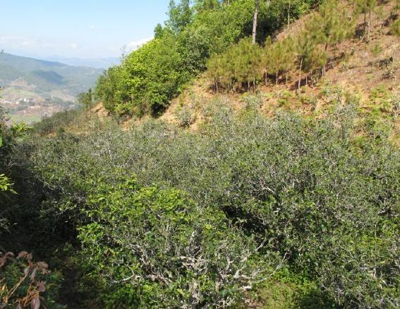 2021年梅子箐古樹秋茶特點(diǎn)是什么?