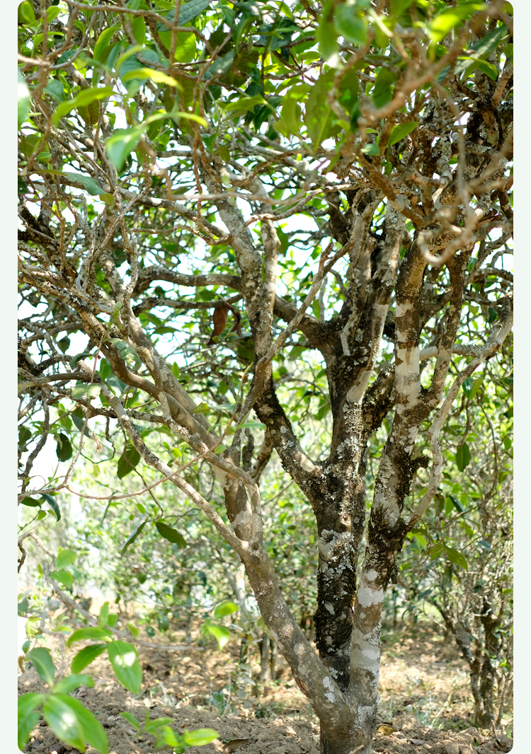 2021梅子箐古樹秋茶甜如冰島、香似昔歸:人間三月,怎么少得了梅子箐?