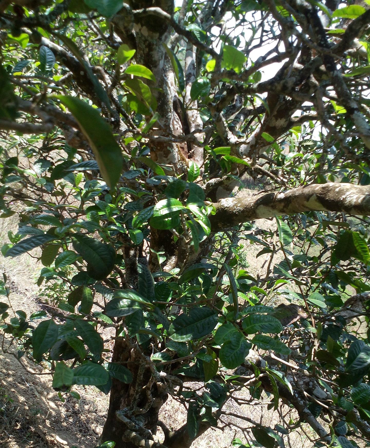 2021年巖子頭古樹(shù)秋茶特點(diǎn)？