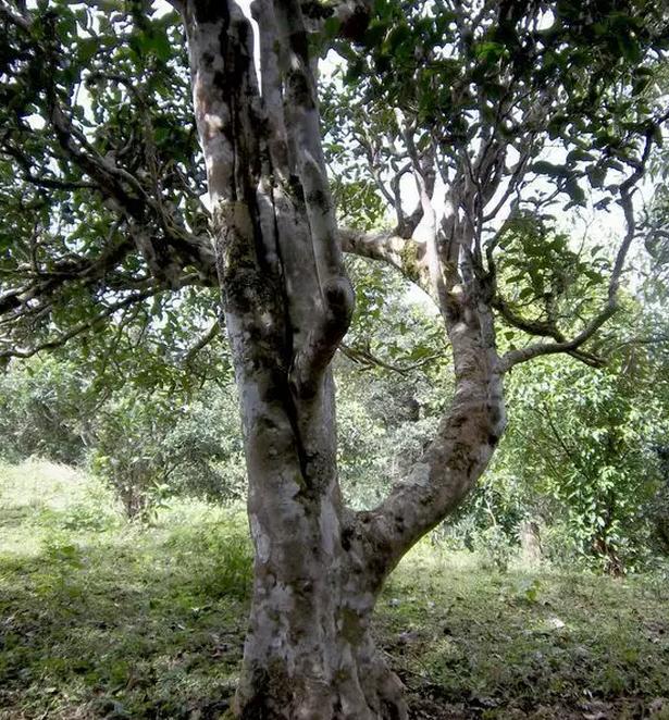 2021年巖子頭古樹秋茶，亂石出好茶！