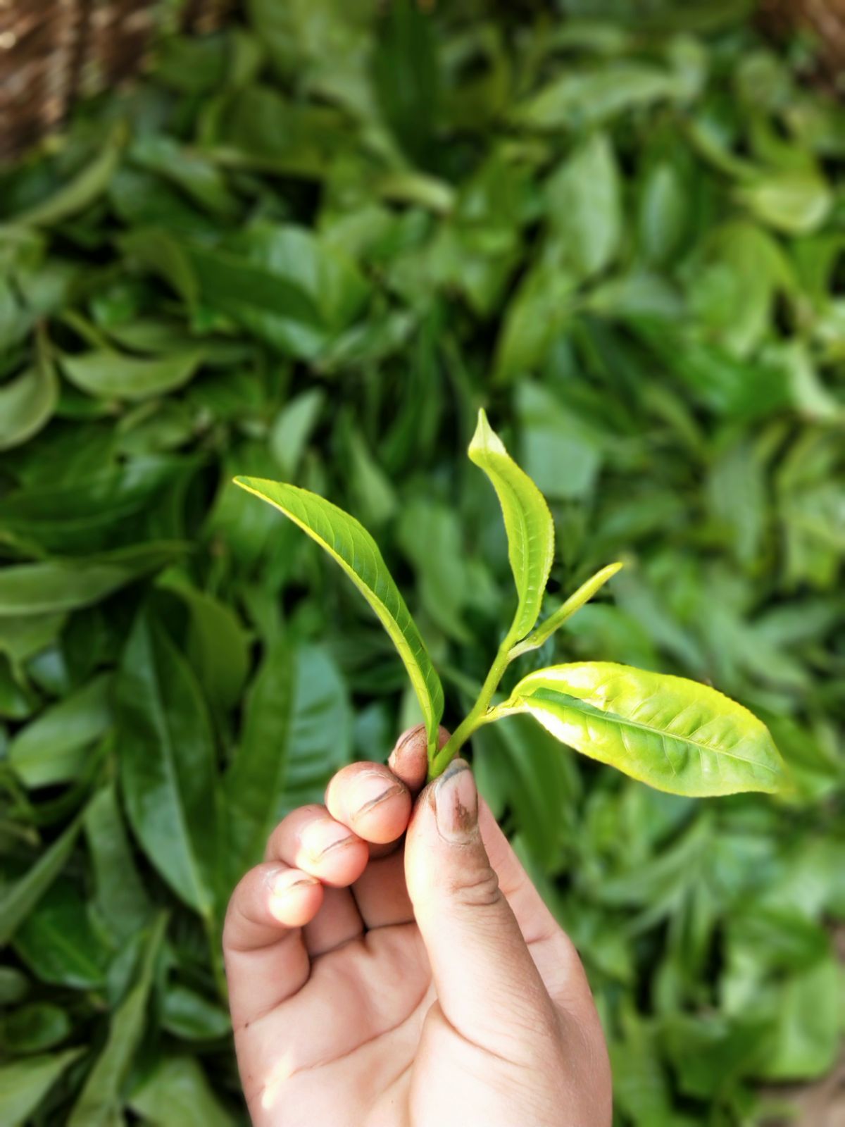 2021年馬鞍山古樹秋茶特點(diǎn)是什么？