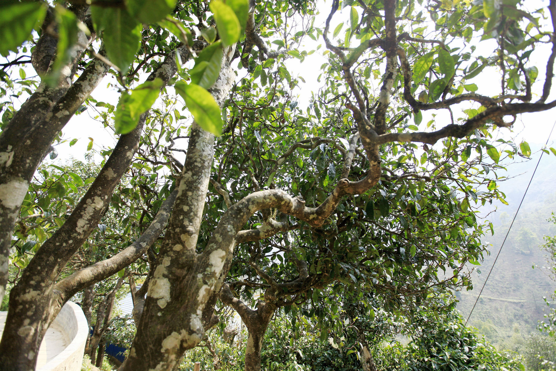 2021年馬鞍山古樹秋茶價值如何？