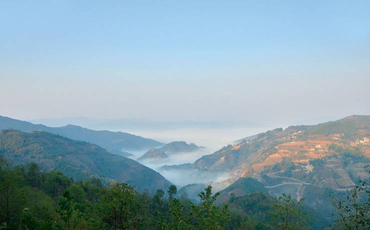 2021年白鶯山古樹(shù)秋茶白鶯聚居之地，普洱茶樹(shù)的天堂