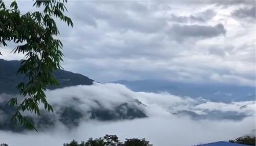 2021年白鶯山古樹秋茶多少錢一公斤？