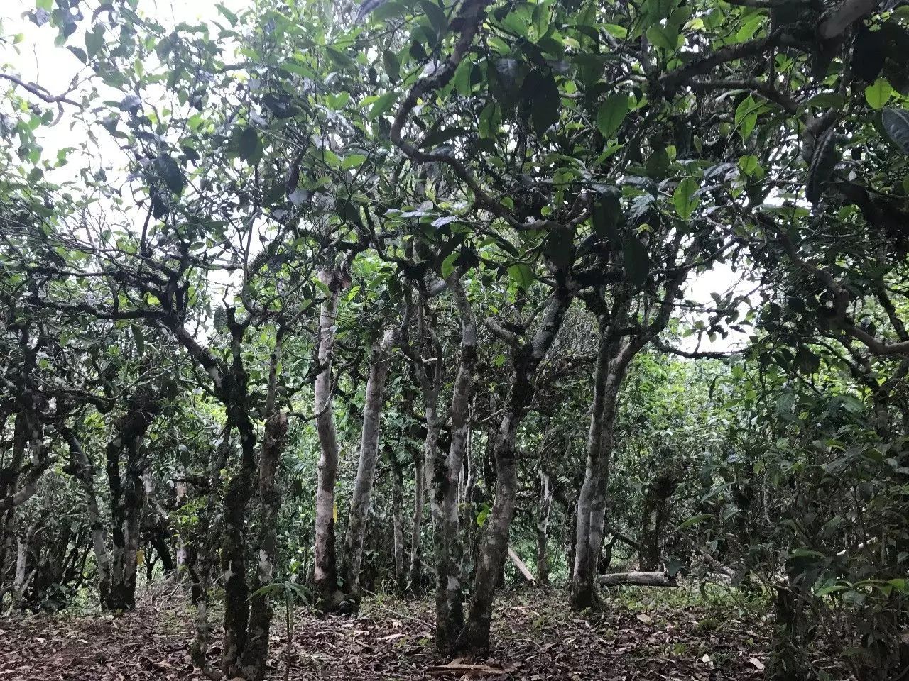 2021年老班章古樹(shù)秋茶口感是什么？