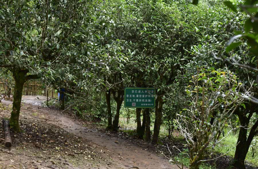 2021年老班章古樹秋茶價格？