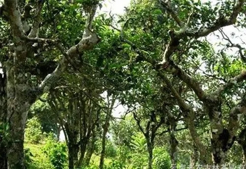 2021年新班章古樹秋茶特點？
