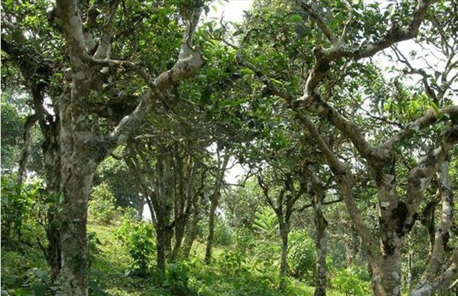 2021年新班章古樹秋茶多少錢一公斤？