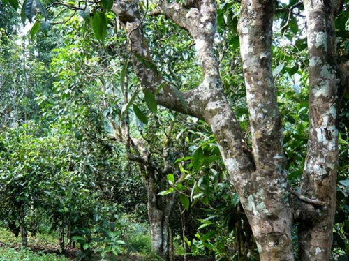 2021老曼峨古樹秋茶多少錢一公斤？