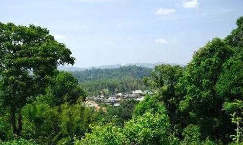 2021年老曼峨古樹秋茶口感最霸氣的山頭！