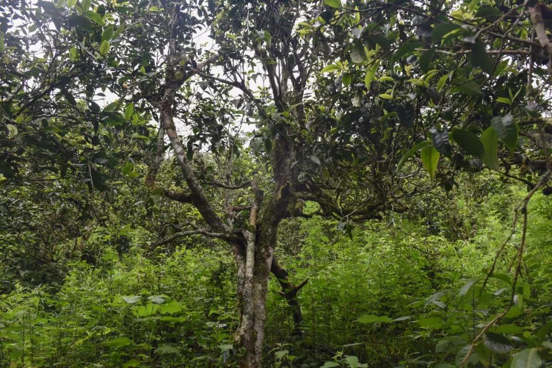 2021年班章茶區(qū)壩卡囡古樹秋茶口感？