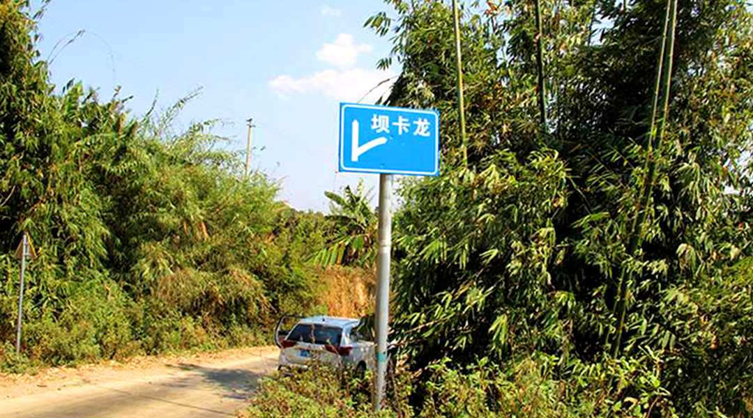 2021班章茶區(qū)壩卡竜古樹秋茶特點(diǎn)！