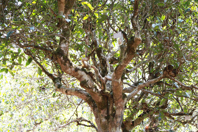 2021年布朗山班盆古樹(shù)秋茶口感？