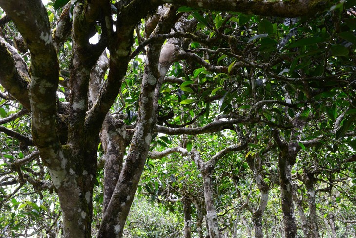 2021年布朗山班盆古樹(shù)秋茶價(jià)格？