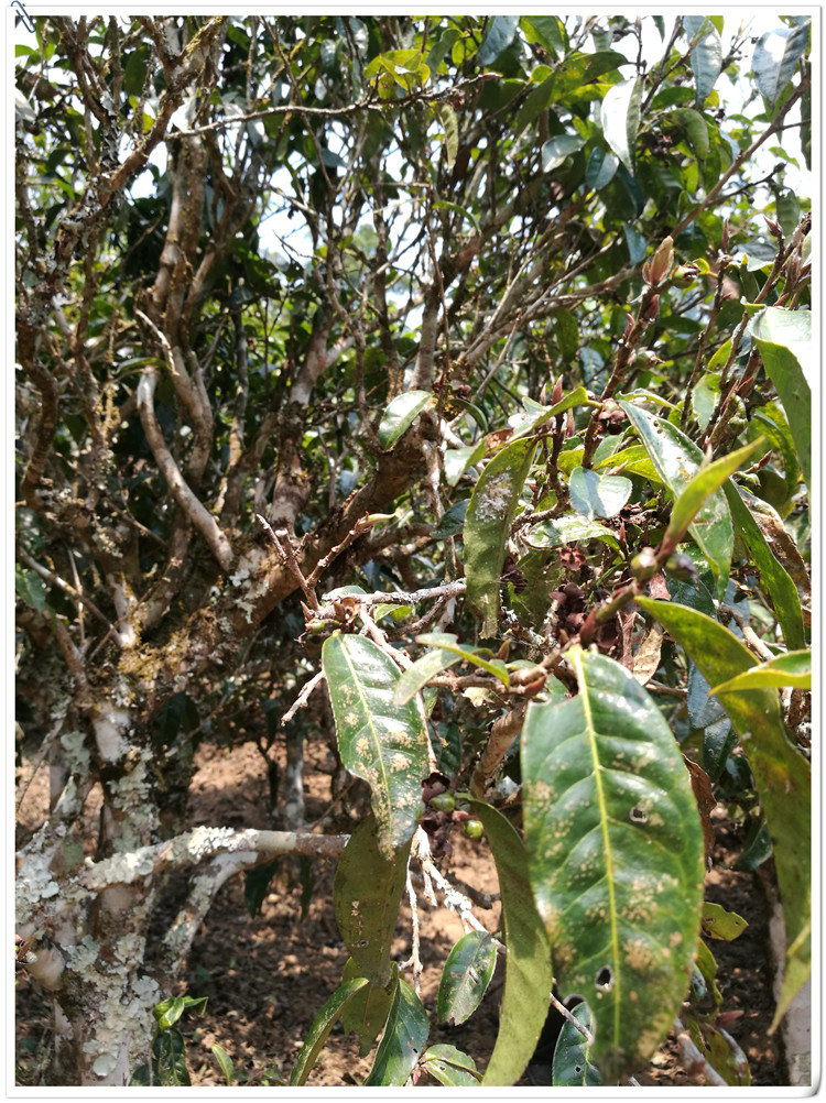 2021年布朗山班盆古樹(shù)秋茶多少錢一公斤？