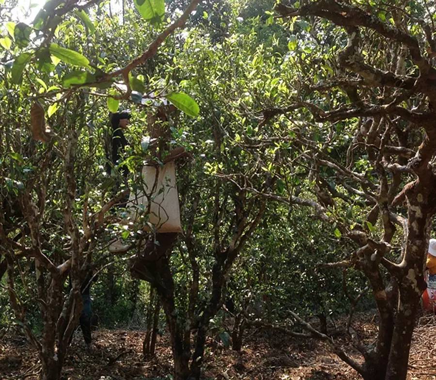 2021年布朗山班盆古樹(shù)秋茶品鑒！