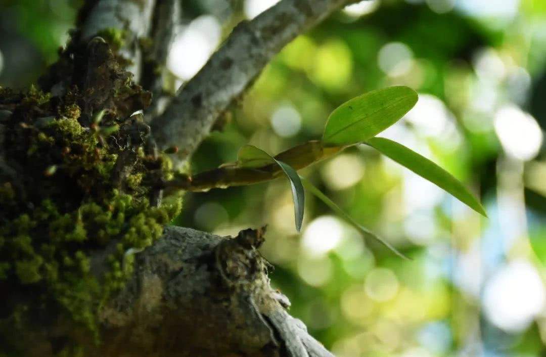2021年賀開(kāi)古樹(shù)秋茶多少錢一公斤？