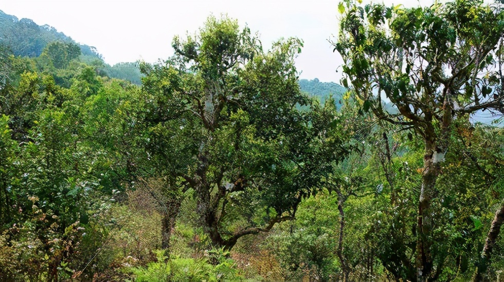 2021賀開(kāi)古樹(shù)秋茶價(jià)格是多少？