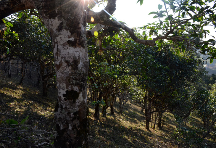 2021年班盆古樹(shù)秋茶特點(diǎn)？