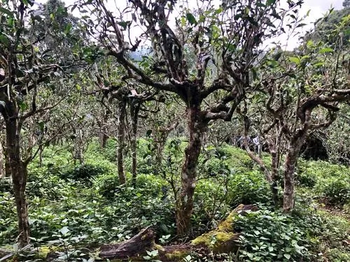 2021年班盆古樹(shù)秋茶多少錢一公斤？