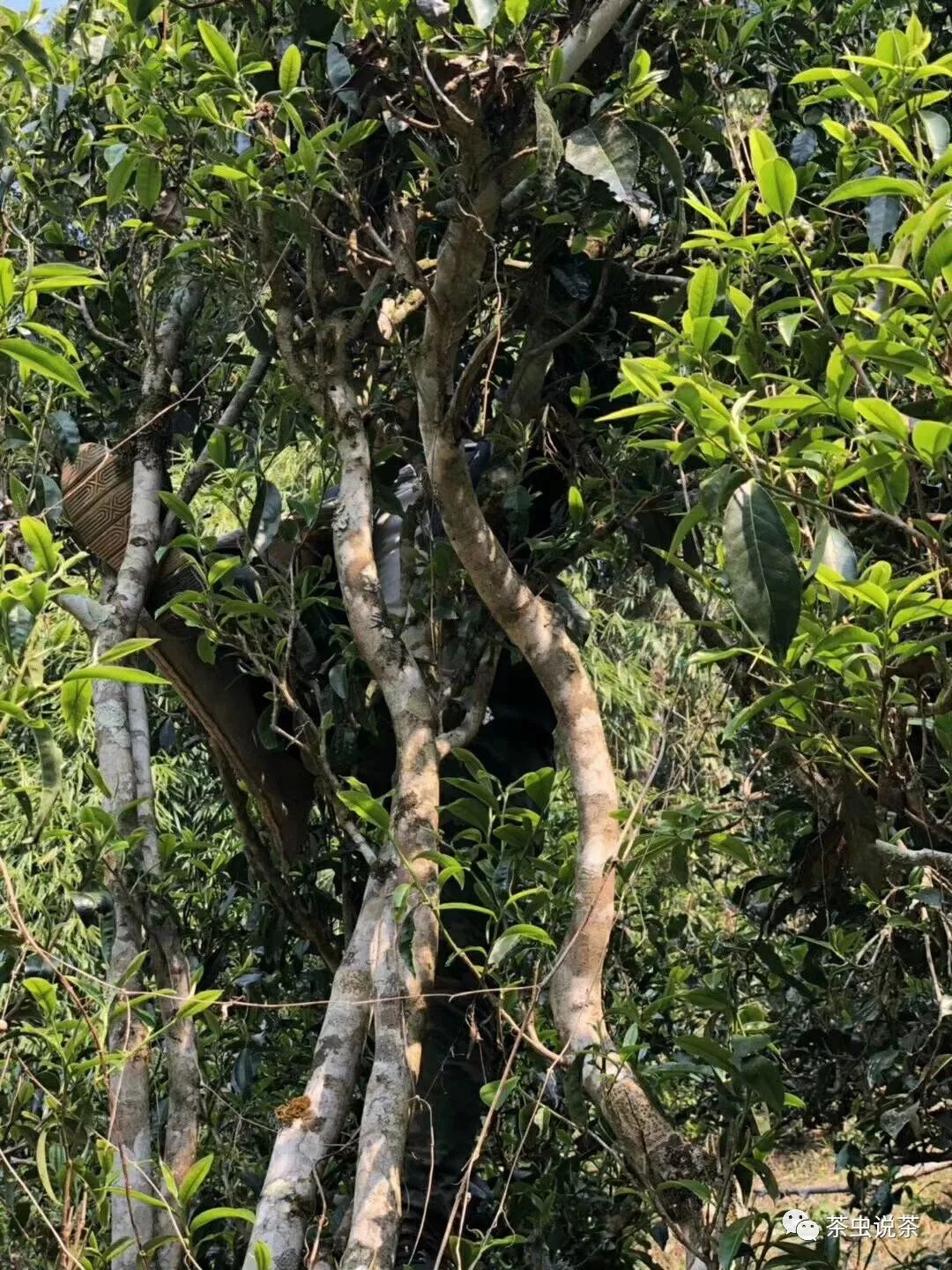 2021年廣別老寨古樹(shù)秋茶價(jià)格？