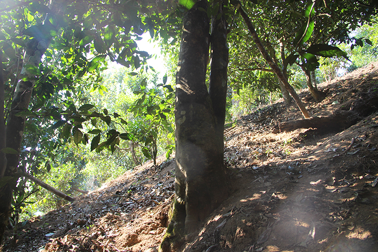 2021年廣別老寨古樹(shù)秋茶為何被稱為妖茶？