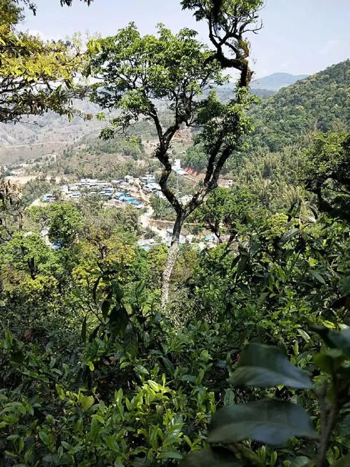 2021年勐宋那卡古樹秋茶價格？