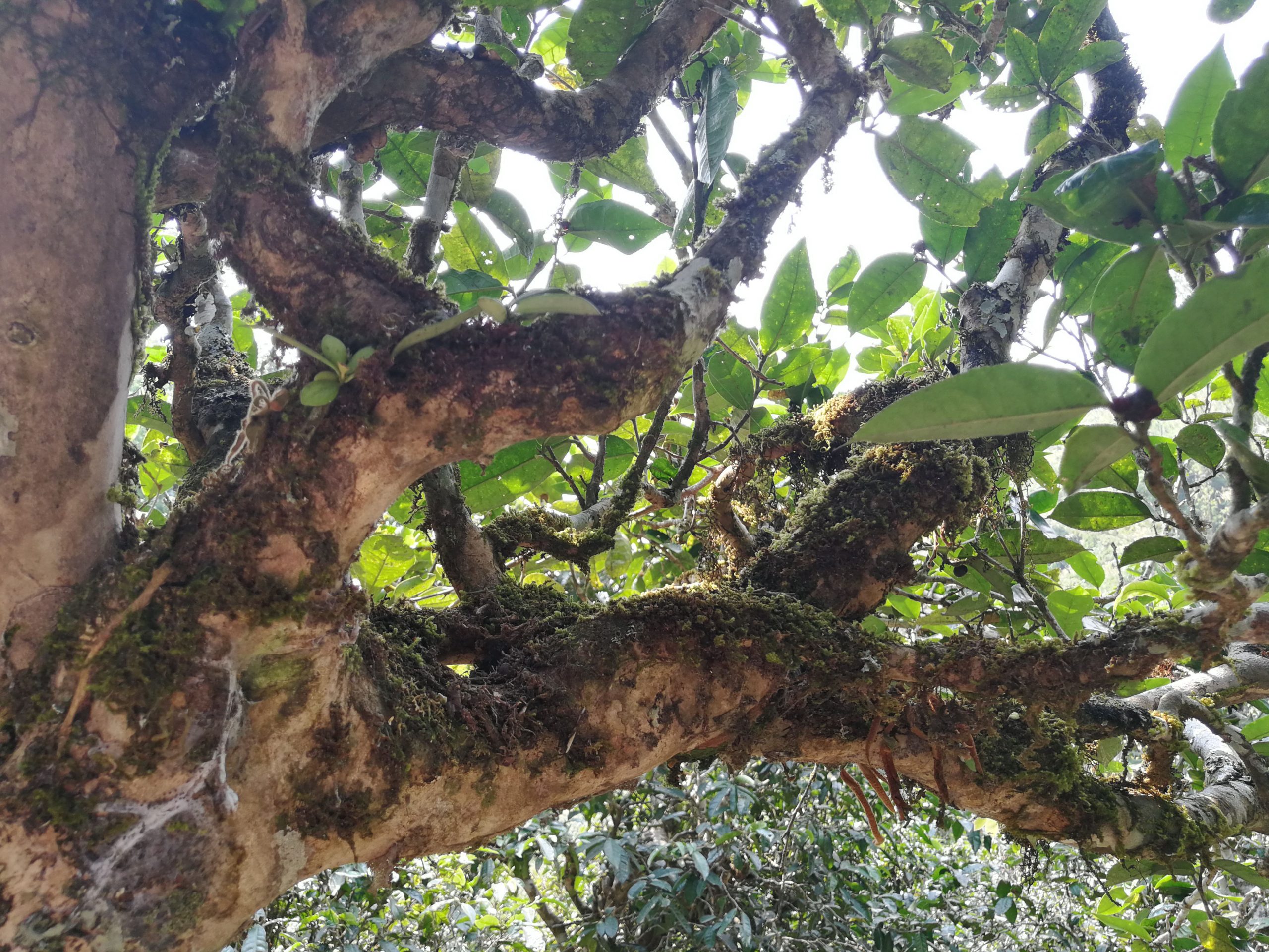 2021年勐宋那卡古樹秋茶多少錢一公斤？