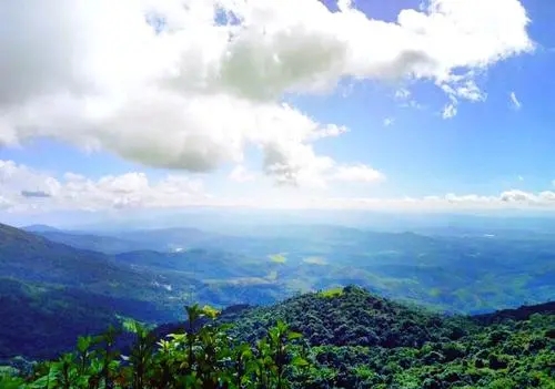 2021年滑竹梁子古樹秋茶特點(diǎn)？