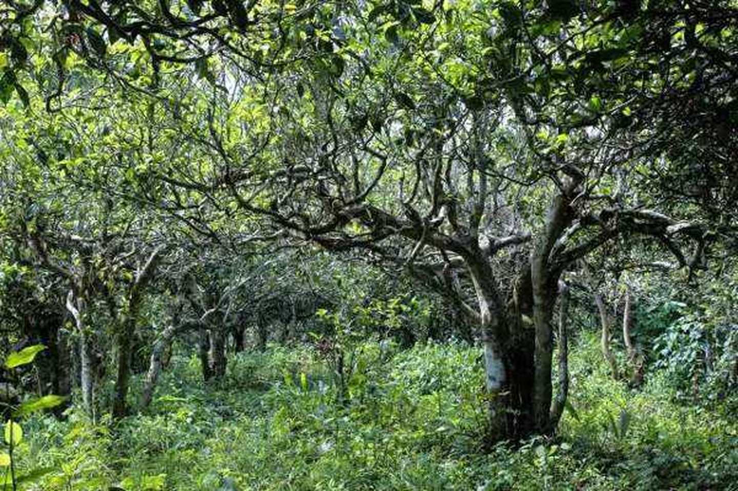 2021年滑竹梁子古樹秋茶口感？