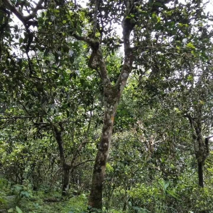 2021年巴達山章朗古樹秋茶口感？