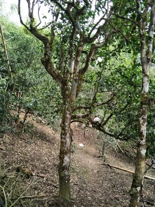 2021年巴達(dá)山章朗古樹秋茶價格？