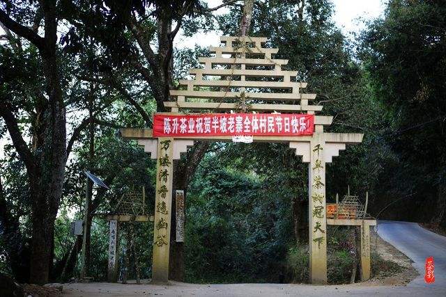 2021年南糯山半坡老寨古樹秋茶價格？