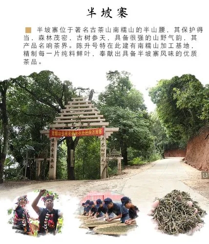 2021年南糯山半坡老寨古樹秋茶品鑒！