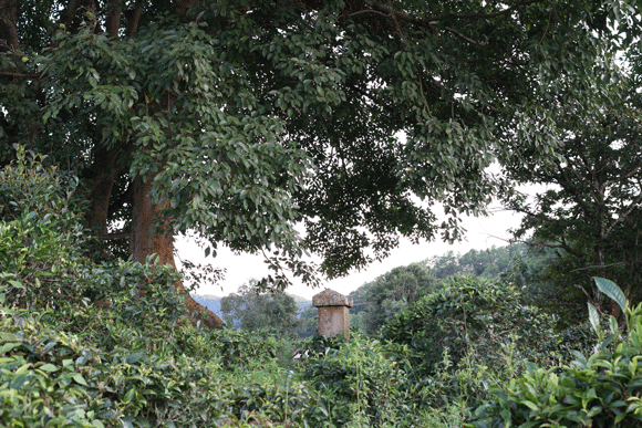 2022年迷帝古樹春茶口感是什么？