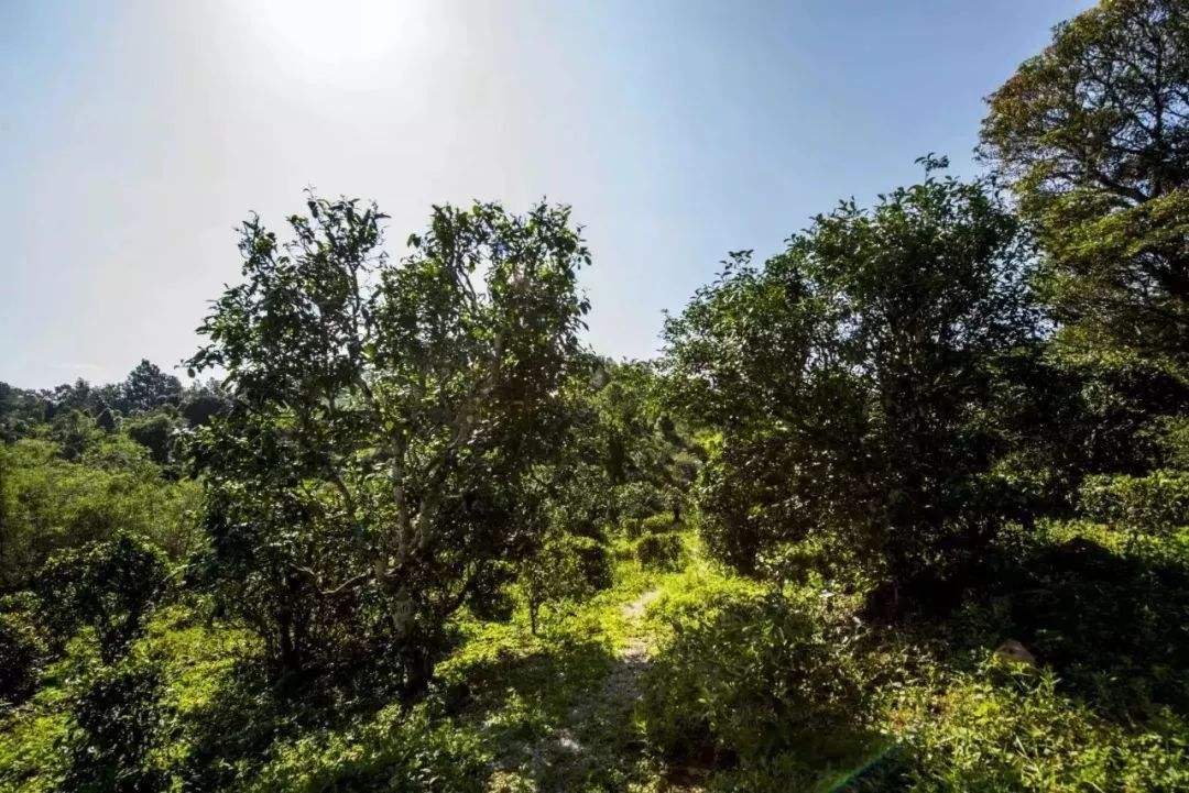 2022年迷帝古樹春茶多少錢一公斤？