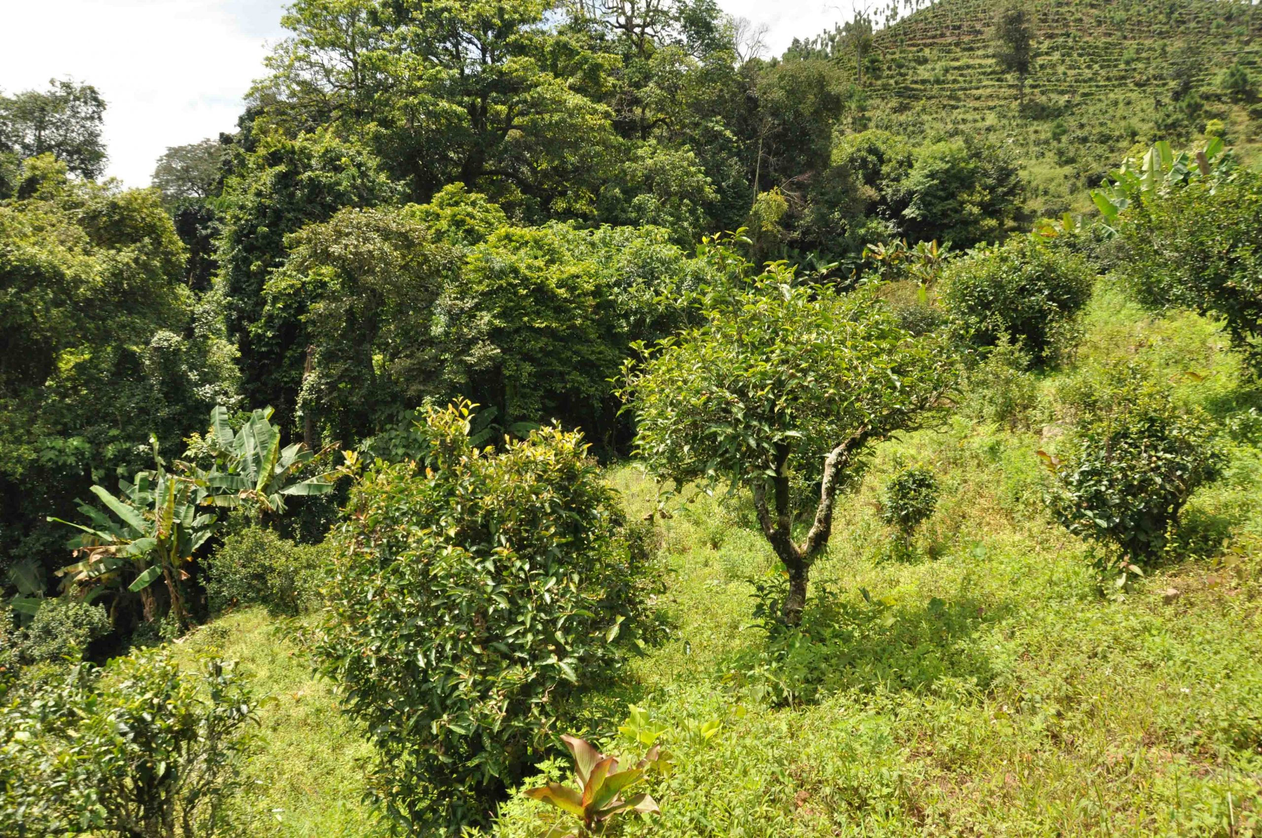 2022年墨江鳳凰窩古樹春茶特點(diǎn)是什么？