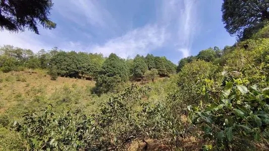 2022年墨江鳳凰窩古樹春茶口感是什么？